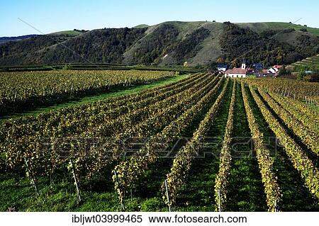 "Romanus Church surrounded by vineyards, Altvogtsburg, Kaiserstuhl, Baden-Wurttemberg, Germany, Europe" View Large Photo Image Stock Photography - "Romanus Church surrounded by vineyards, Altvogtsburg, Kaiserstuhl, Baden-Wurttemberg, Germany, Europe". Fotosearch