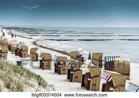 Picture - "Roofed wicker beach chairs on a beach on the Baltic Sea coast, Wustrow, Mecklenburg-Western Pomerania, Germany, Europe". Fotosearch