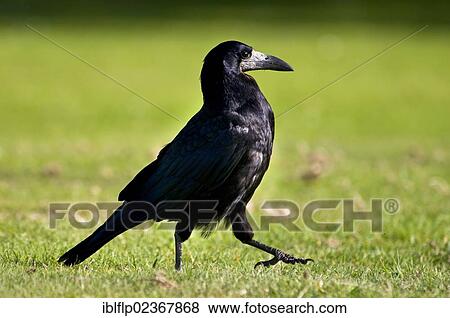 "Rook (Corvus frugilegus), adult, walking across field, Shanklin, Isle of Wight, England, United Kingdom, Europe" View Large Photo Image Stock Photo - "Rook (Corvus frugilegus), adult, walking across field, Shanklin, Isle of Wight, England, United Kingdom, Europe". Fotosearch