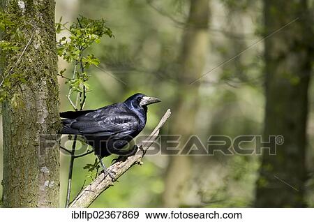 "Rook (Corvus frugilegus), adult, perched on branch in woodland, Morpeth, Northumberland, United Kingdom, Europe" View Large Photo Image Stock Photo - "Rook (Corvus frugilegus), adult, perched on branch in woodland, Morpeth, Northumberland, United Kingdom, Europe". Fotosearch
