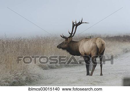 "Roosevelt elk or Olympic elk (Cervus canadensis roosevelti), Prairie Creek Area, Redwood, Crescent CitY, California, United States, North America" View Large Photo Image Stock Image - "Roosevelt elk or Olympic elk (Cervus canadensis roosevelti), Prairie Creek Area, Redwood, Crescent CitY, California, United States, North America". Fotosearch