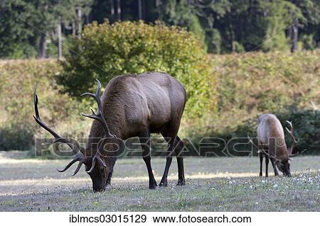 "Roosevelt elk or Olympic elk (Cervus canadensis roosevelti), Prairie Creek Area, Redwood, Crescent CitY, California, United States, North America" View Large Photo Image Stock Photo - "Roosevelt elk or Olympic elk (Cervus canadensis roosevelti), Prairie Creek Area, Redwood, Crescent CitY, California, United States, North America". Fotosearch