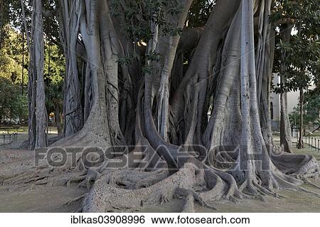 "Rootage, buttress roots, aerial roots, Moreton Bay Fig (Ficus macrophylla), Giardino Garibaldi, Palermo, Province of Palermo, Sicily, Italy, Europe" View Large Photo Image Stock Photograph - "Rootage, buttress roots, aerial roots, Moreton Bay Fig (Ficus macrophylla), Giardino Garibaldi, Palermo, Province of Palermo, Sicily, Italy, Europe". Fotosearch