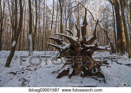 "Roots of a fallen tree in a snowy forest, Moenchbruch nature reserve, Monchbruch Nature Reserve, Morfelden, Hesse, Germany, Europe" View Large Photo Image Stock Photo - "Roots of a fallen tree in a snowy forest, Moenchbruch nature reserve, Monchbruch Nature Reserve, Morfelden, Hesse, Germany, Europe". Fotosearch