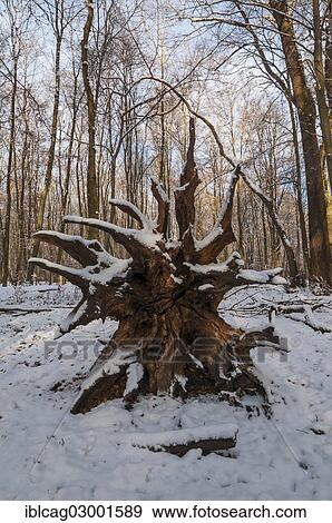 Stock Photo - "Roots of a fallen tree in a snowy forest, Moenchbruch nature reserve, Monchbruch Nature Reserve, Morfelden, Hesse, Germany, Europe". Fotosearch