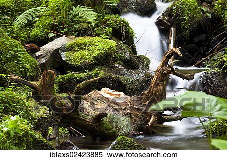 Roots of a tree in Burgbach stream near Schapbach, Black Forest, Baden-Wuerttemberg, Germany, Europe View Large Photo Image Stock Photography - Roots of a tree in Burgbach stream near Schapbach, Black Forest, Baden-Wuerttemberg, Germany, Europe. Fotosearch