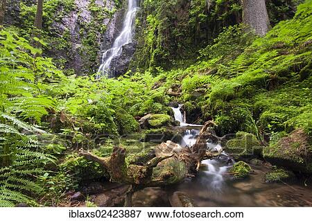 Roots of a tree in Burgbach stream with Burgbach Waterfall near Schapbach, Black Forest, Baden-Wuerttemberg, Germany, Europe View Large Photo Image Stock Photo - Roots of a tree in Burgbach stream with Burgbach Waterfall near Schapbach, Black Forest, Baden-Wuerttemberg, Germany, Europe. Fotosearch