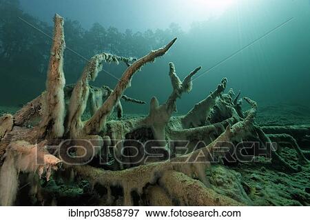 "Roots with Slime Algae, total internal reflection, trees, underwater landscape, Fernsteinsee Lake, Tyrol, Austria, Europe" View Large Photo Image Stock Photo - "Roots with Slime Algae, total internal reflection, trees, underwater landscape, Fernsteinsee Lake, Tyrol, Austria, Europe". Fotosearch