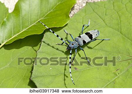 Stock Photo - "Rosalia longicorn (Rosalia alpina) on leaf, Upper Austria, Austria, Europe". Fotosearch