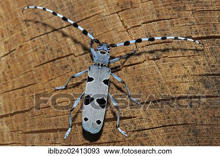 Rosalia Longicorn (Rosalia alpina), biosphere reserve, Swabian Alb, Baden-Wuerttemberg, Germany, Europe View Large Photo Image Stock Image - Rosalia Longicorn (Rosalia alpina), biosphere reserve, Swabian Alb, Baden-Wuerttemberg, Germany, Europe. Fotosearch