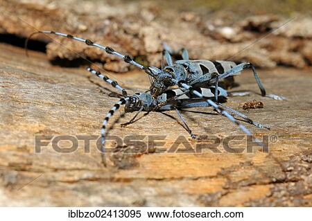 Rosalia Longicorns (Rosalia alpina) fighting, biosphere reserve, Swabian Alb, Baden-Wuerttemberg, Germany, Europe View Large Photo Image Stock Photography - Rosalia Longicorns (Rosalia alpina) fighting, biosphere reserve, Swabian Alb, Baden-Wuerttemberg, Germany, Europe. Fotosearch