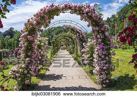 "Rose arches in the Rose Garden, Rosenneuheitengarten on Beutig, Schwarzwald, Baden-Baden, Baden-Wurttemberg, Germany, Europe" View Large Photo Image Stock Photograph - "Rose arches in the Rose Garden, Rosenneuheitengarten on Beutig, Schwarzwald, Baden-Baden, Baden-Wurttemberg, Germany, Europe". Fotosearch