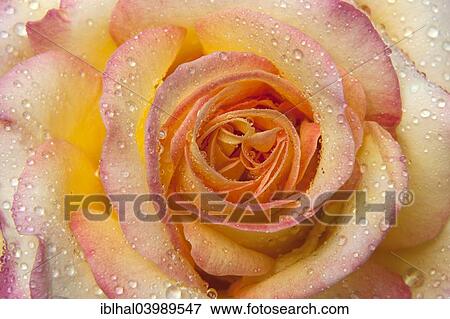 Rose blossom (Rosa sp. ) with water drops View Large Photo Image Stock Photo - Rose blossom (Rosa sp. ) with water drops. Fotosearch