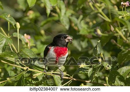 Stock Photo - "Rose-breasted Grosbeak (Pheucticus ludovicianus), adult male, feeding on berries, Quintana, Brazoria County, Texas, United States, North America". Fotosearch