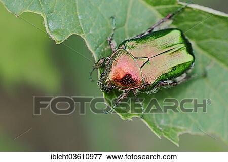 Stock Photo - "Rose chafer (Cetonia aurata), Central Macedonia, Greece, Europe". Fotosearch