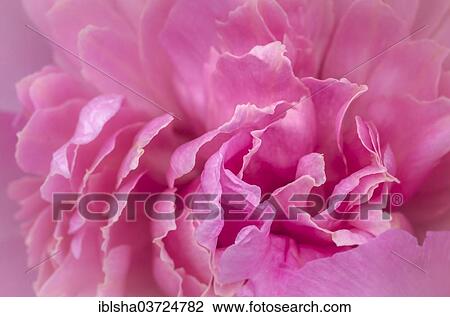 Rose flower View Large Photo Image Stock Image - Rose flower. Fotosearch