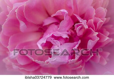 Rose flower View Large Photo Image Stock Photo - Rose flower. Fotosearch
