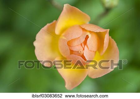 "Rose Ghislaine de Feligonde (Pink pimpinellifolia var hispida x Joanna Hill), flower, Kassel, Hesse, Germany, Europe" View Large Photo Image Stock Image - "Rose Ghislaine de Feligonde (Pink pimpinellifolia var hispida x Joanna Hill), flower, Kassel, Hesse, Germany, Europe". Fotosearch
