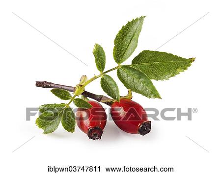 Rose hip haws and leaves View Large Photo Image Stock Image - Rose hip haws and leaves. Fotosearch