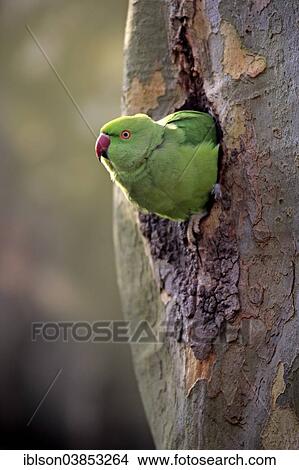 "Rose-ringed Parakeet (Psittacula krameri), adult, nesting hole, Luisenpark, Mannheim, Baden-Wurttemberg, Germany, Europe" View Large Photo Image Picture - "Rose-ringed Parakeet (Psittacula krameri), adult, nesting hole, Luisenpark, Mannheim, Baden-Wurttemberg, Germany, Europe". Fotosearch