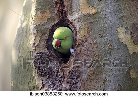 "Rose-ringed Parakeet (Psittacula krameri), adult, nesting hole, Luisenpark, Mannheim, Baden-Wurttemberg, Germany, Europe" View Large Photo Image Stock Image - "Rose-ringed Parakeet (Psittacula krameri), adult, nesting hole, Luisenpark, Mannheim, Baden-Wurttemberg, Germany, Europe". Fotosearch