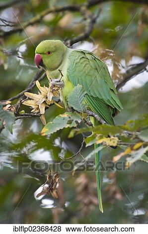 "Rose-ringed Parakeet (Psittacula krameri), introduced species, adult female, feeding on seeds in tree, Richmond Park, London, England, United Kingdom, Europe" View Large Photo Image Stock Photo - "Rose-ringed Parakeet (Psittacula krameri), introduced species, adult female, feeding on seeds in tree, Richmond Park, London, England, United Kingdom, Europe". Fotosearch