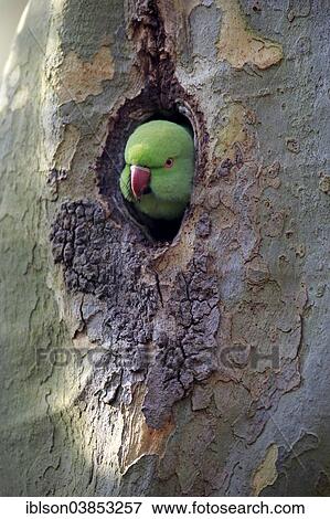 "Rose-ringed Parakeet (Psittacula krameri), adult, nesting hole, Luisenpark, Mannheim, Baden-Wurttemberg, Germany, Europe" View Large Photo Image Stock Photo - "Rose-ringed Parakeet (Psittacula krameri), adult, nesting hole, Luisenpark, Mannheim, Baden-Wurttemberg, Germany, Europe". Fotosearch