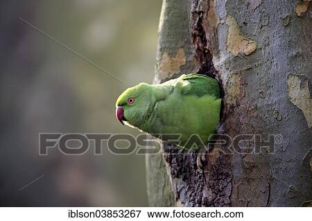 "Rose-ringed Parakeet (Psittacula krameri), adult, nesting hole, Luisenpark, Mannheim, Baden-Wurttemberg, Germany, Europe" View Large Photo Image Stock Photo - "Rose-ringed Parakeet (Psittacula krameri), adult, nesting hole, Luisenpark, Mannheim, Baden-Wurttemberg, Germany, Europe". Fotosearch