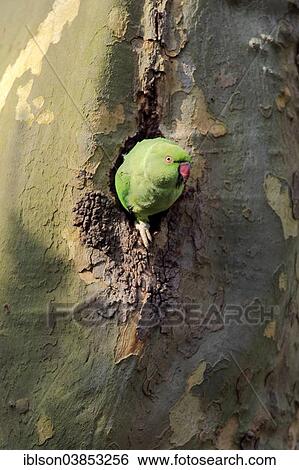 "Rose-ringed Parakeet (Psittacula krameri), adult, nesting hole, Luisenpark, Mannheim, Baden-Wurttemberg, Germany, Europe" View Large Photo Image Stock Photograph - "Rose-ringed Parakeet (Psittacula krameri), adult, nesting hole, Luisenpark, Mannheim, Baden-Wurttemberg, Germany, Europe". Fotosearch
