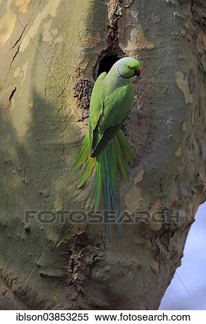 "Rose-ringed Parakeet (Psittacula krameri), adult, nesting hole, Luisenpark, Mannheim, Baden-Wurttemberg, Germany, Europe" View Large Photo Image Stock Photography - "Rose-ringed Parakeet (Psittacula krameri), adult, nesting hole, Luisenpark, Mannheim, Baden-Wurttemberg, Germany, Europe". Fotosearch