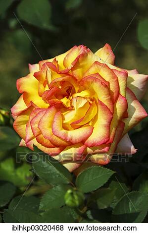 "Rose (Rosa), flower, Grasse, Provence-Alpes-Cote d? ÇÖAzur, Departement Alpes-Maritimes, Region Provence-Alpes-Cote d? ÇÖAzur, France, Europe" View Large Photo Image Stock Photo - "Rose (Rosa), flower, Grasse, Provence-Alpes-Cote d? ÇÖAzur, Departement Alpes-Maritimes, Region Provence-Alpes-Cote d? ÇÖAzur, France, Europe". Fotosearch