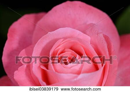 "Rose (Rosa), flower" View Large Photo Image Stock Photo - "Rose (Rosa), flower". Fotosearch