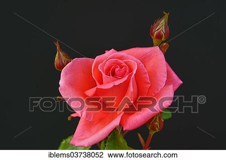 "Rose (Rosa), Mainau island, Lake Constanz, Baden-Wurttemberg, Germany, Europe" View Large Photo Image Stock Image - "Rose (Rosa), Mainau island, Lake Constanz, Baden-Wurttemberg, Germany, Europe". Fotosearch