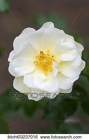 "Rose (Rosa sp. ), in flower, North Rhine-Westphalia, Germany, Europe" View Large Photo Image Stock Photograph - "Rose (Rosa sp. ), in flower, North Rhine-Westphalia, Germany, Europe". Fotosearch
