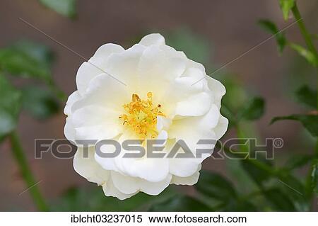 "Rose (Rosa sp. ), in flowering, North Rhine-Westphalia, Germany, Europe" View Large Photo Image Stock Photography - "Rose (Rosa sp. ), in flowering, North Rhine-Westphalia, Germany, Europe". Fotosearch