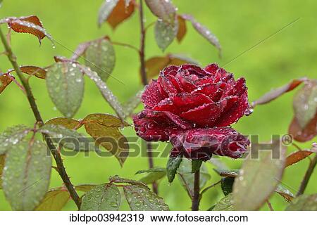 "Rose (Rosa sp. ) with rain drops, Alto Adige, Italy, Europe" View Large Photo Image Stock Photo - "Rose (Rosa sp. ) with rain drops, Alto Adige, Italy, Europe". Fotosearch