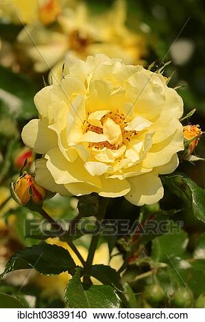 "Rose (Rosa spp. ), Yellow Angel variety, blossom, Germany, Europe" View Large Photo Image Stock Image - "Rose (Rosa spp. ), Yellow Angel variety, blossom, Germany, Europe". Fotosearch