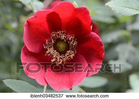 "Rose species (Rosa moyesii), Haren, Emsland, Lower Saxony, Germany, Europe" View Large Photo Image Stock Photo - "Rose species (Rosa moyesii), Haren, Emsland, Lower Saxony, Germany, Europe". Fotosearch