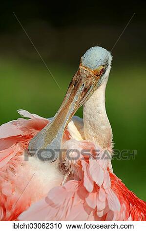 Stock Image - "Roseate Spoonbill (Ajaia ajaja, Platalea ajaja), preening, Florida, United States, North America". Fotosearch