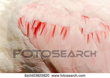 "Roseate Spoonbill (Ajaia ajaja, Platalea ajaja), plumage detail, native to southern North America and to South America, captive, Germany, Europe" View Large Photo Image Stock Image - "Roseate Spoonbill (Ajaia ajaja, Platalea ajaja), plumage detail, native to southern North America and to South America, captive, Germany, Europe". Fotosearch
