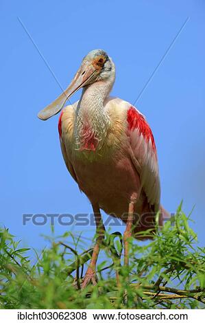 "Roseate Spoonbill (Ajaia ajaja, Platalea ajaja), Florida, United States, North America" View Large Photo Image Stock Photo - "Roseate Spoonbill (Ajaia ajaja, Platalea ajaja), Florida, United States, North America". Fotosearch