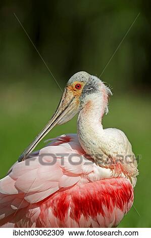 "Roseate Spoonbill (Ajaia ajaja, Platalea ajaja), preening, Florida, United States, North America" View Large Photo Image Stock Photo - "Roseate Spoonbill (Ajaia ajaja, Platalea ajaja), preening, Florida, United States, North America". Fotosearch