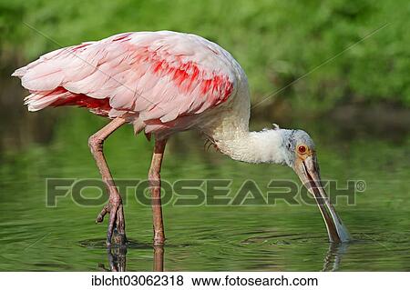 "Roseate Spoonbill (Ajaia ajaja, Platalea ajaja), foraging for food, Florida, United States, North America" View Large Photo Image Stock Photo - "Roseate Spoonbill (Ajaia ajaja, Platalea ajaja), foraging for food, Florida, United States, North America". Fotosearch