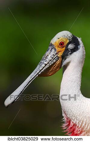 "Roseate Spoonbill (Ajaia ajaja, Platalea ajaja), portrait, native to southern North America and to South America, captive, Germany, Europe" View Large Photo Image Stock Photo - "Roseate Spoonbill (Ajaia ajaja, Platalea ajaja), portrait, native to southern North America and to South America, captive, Germany, Europe". Fotosearch