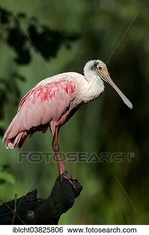 "Roseate Spoonbill (Ajaia ajaja, Platalea ajaja), native to southern North America and to South America, captive, Germany, Europe" View Large Photo Image Stock Photograph - "Roseate Spoonbill (Ajaia ajaja, Platalea ajaja), native to southern North America and to South America, captive, Germany, Europe". Fotosearch