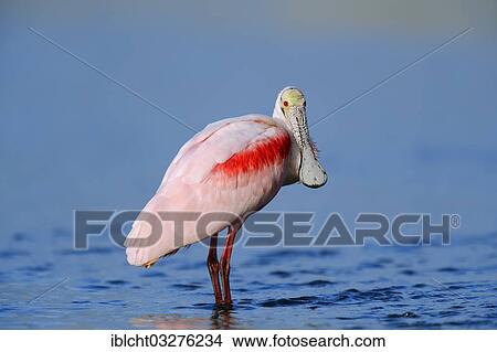 "Roseate Spoonbill (Ajaja ajaja, Ajaia ajaja, Platalea ajaja) standing in water, Florida, United States, North America" View Large Photo Image Picture - "Roseate Spoonbill (Ajaja ajaja, Ajaia ajaja, Platalea ajaja) standing in water, Florida, United States, North America". Fotosearch