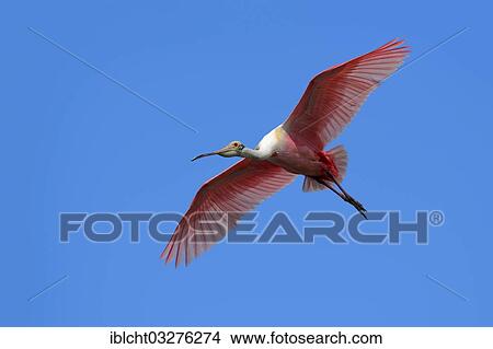 "Roseate Spoonbill (Ajaja ajaja, Ajaia ajaja, Platalea ajaja) in flight, Merritt Island, Florida, United States, North America" View Large Photo Image Picture - "Roseate Spoonbill (Ajaja ajaja, Ajaia ajaja, Platalea ajaja) in flight, Merritt Island, Florida, United States, North America". Fotosearch
