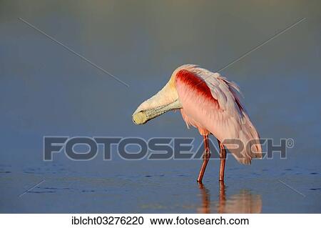 Stock Image - "Roseate Spoonbill (Ajaja ajaja, Ajaia ajaja, Platalea ajaja) preening itself, Florida, United States, North America". Fotosearch