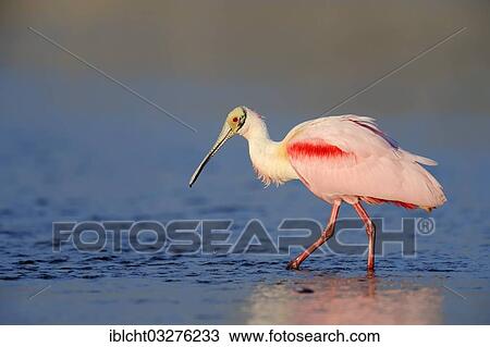 "Roseate Spoonbill (Ajaja ajaja, Ajaia ajaja, Platalea ajaja) wading in water, Florida, United States, North America" View Large Photo Image Stock Image - "Roseate Spoonbill (Ajaja ajaja, Ajaia ajaja, Platalea ajaja) wading in water, Florida, United States, North America". Fotosearch