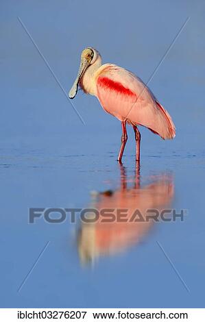 "Roseate Spoonbill (Ajaja ajaja, Ajaia ajaja, Platalea ajaja) standing in water, Florida, United States, North America" View Large Photo Image Stock Photo - "Roseate Spoonbill (Ajaja ajaja, Ajaia ajaja, Platalea ajaja) standing in water, Florida, United States, North America". Fotosearch